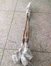 爾瀾1.5cm嫁接脆甜柿子樹(shù)苗露天盆栽地栽柿子苗水果樹(shù)苗木源頭直發(fā) 曬單實(shí)拍圖