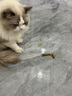 MAIRULSY山姆德國牌化毛膏貓咪專(zhuān)用排除毛球調理腸胃維生素寵物補充劑營(yíng)養 【排毛養腸胃補充營(yíng)植物】化毛膏兩支裝 曬單實(shí)拍圖