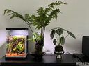 飛利浦（PHILIPS）小插排短線含扁頭插座兩口扁平插頭可用短線6位1.8米插線板迷你平頭超薄接線板 曬單實拍圖