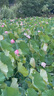 完美日記茶萃波光名片唇釉303暖陽(yáng)柑橘水潤(rùn)保濕鏡面口紅七夕情人節(jié)禮物 曬單實(shí)拍圖
