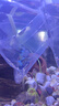 勝畫大型孔雀魚活魚苗觀賞魚熱帶魚活體魚淡水好養(yǎng)耐活精品純種鳳尾魚 【推薦套餐A】精品孔雀魚 8送2 曬單實(shí)拍圖