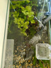 萌嘟星寵 魚(yú)缸底砂水族箱底沙子細(xì)沙黃花色龜缸多肉裝飾0.5-1mm 太行黃沙 曬單實(shí)拍圖