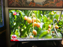 索尼（SONY）電視3系 K-43S30 43英寸4K HDR 智能網(wǎng)絡(luò)超清平板液晶電視機(jī)老人 43英寸 曬單實(shí)拍圖