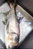 霸王捆爆炸網(wǎng)捕魚網(wǎng)神器釣魚抓魚全套撒網(wǎng)白條粘魚網(wǎng)絲網(wǎng)手拋網(wǎng) 5/7/9目＋配件(釣2兩至3斤) 曬單實(shí)拍圖