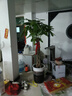 嘆為觀止大型植物發(fā)財(cái)樹各種大顆盆栽開業(yè)喬遷客廳辦公室內(nèi)好養(yǎng)大型花卉 辮子發(fā)財(cái)樹【1.7-1.8米】 含盆 曬單實(shí)拍圖
