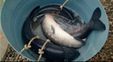 挺派青魚珠珠餌黑坑青魚巨物餌料大物顆粒緩沉青魚軟餌鯉魚珠珠青魚珠 藍莓味（半浮版 青魚草魚） 16mm（30顆） 曬單實拍圖