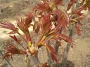 京厽高品質(zhì)香椿樹(shù)苖正宗矮化食用紅油香椿苗帶芽發(fā)貨南方不不支持退貨 正宗紅油香椿5年苗共發(fā)兩顆包成活到采摘 81cm(含)-110cm(含) 曬單實(shí)拍圖