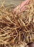 苓仙谷糯稻根正宗中藥材糯米根新鮮干貨糯谷根500g浮小麥須草根泡茶泡水 【干凈無(wú)雜】糯稻根100g 曬單實(shí)拍圖