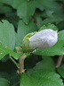 李寧彈力帶康復(fù)腳踝練腿部恢復(fù)拉伸帶力量訓(xùn)練拉力器15磅阻力顏色隨機(jī) 曬單實(shí)拍圖
