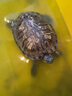 颯望龜糧通用飼料無鹽淡水小魚干蝦干巴西草龜甲魚小烏龜補鈣專用食糧 魚蝦組合 【約2000個】南極磷蝦1000只+小河 曬單實拍圖