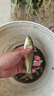 新款多邊形漁網(wǎng)籠蝦籠戶(hù)外自動(dòng)捕魚(yú)神器釣魚(yú)網(wǎng)籠便攜易折疊漁網(wǎng)籠 【八邊款】8孔-直徑51CM-送禮包 曬單實(shí)拍圖