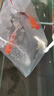 錦鯉魚活體觀賞魚活魚小型易養(yǎng)冷水淡水魚小魚苗錦鯉金魚好看錦鯉 13-15cm 六彩錦鯉套餐6條 曬單實拍圖