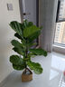琴葉榕盆栽室內客廳大型綠植北歐大葉植物棒棒糖老樁四季好養花卉 大葉琴葉榕90-100cm高+原土盆1棵 曬單實(shí)拍圖