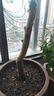 石榴苗果樹(shù)苗盆栽地栽大紅石榴苗南北方種植庭院陽(yáng)臺耐寒果樹(shù)果苗 石榴苗2cm粗 曬單實(shí)拍圖