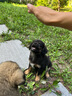 麥富迪狗糧 藻趣兒狗糧幼犬糧牛肉螺旋藻 呵護腸胃7.5kg/15斤 曬單實拍圖