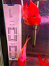 森森（SUNSUN）血鸚鵡飼料熱帶魚魚食增紅小顆粒觀賞魚糧 【更高蛋白】3毫米 罐裝1000g增紅 曬單實(shí)拍圖