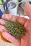 北京同仁堂神農(nóng)架野生松針茶葉干松針茶新鮮陰干紅松馬尾松針養(yǎng)生茶500g包郵 精選松針茶500g 曬單實(shí)拍圖