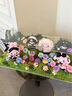 迪士尼玲娜貝兒星黛露餅餅jellycat生日禮物盒毛絨玩偶永生花圣生日禮物 10只混搭玩偶永生花盒 曬單實拍圖