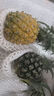 廣東香水菠蘿 徐聞菠蘿 新鮮水果非鳳梨現(xiàn)采現(xiàn)摘整箱包郵 帶箱3.3-4斤（凈重3-3.5斤） 曬單實拍圖