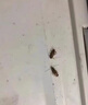 蟑螂藥膏誘餌劑一次全窩絕殺強(qiáng)力消滅蟲卵雙殺家用室內(nèi)鍋端 【強(qiáng)力滅蟑】1盒裝 曬單實(shí)拍圖