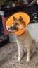 大型犬金毛頭罩狗寵物防咬舔恥辱圈貓咪項(xiàng)圈圍脖 伊麗莎白圈透明 A1適合3個(gè)月內(nèi)小貓 曬單實(shí)拍圖