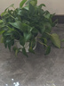 納美（Namei）小蘇打牙膏美白去漬去黃清新口氣含氟牙齒亮白牙齦護(hù)理去口臭成人 白珍珠 160g*3支 （共480g） 曬單實(shí)拍圖