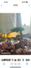 坤寧王白點(diǎn)凈魚藥錦鯉鸚鵡魚斗魚金魚水霉病白毛小瓜蟲白點(diǎn)爛尾爛肉專用 曬單實(shí)拍圖