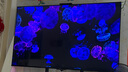 華為Vision智慧屏 5 SE 75英寸 鴻蒙AI搜片 MiniLED鴻鵠畫(huà)質(zhì)國(guó)家補(bǔ)貼Pura 80投屏平板電視機(jī)HD75KULU 曬單實(shí)拍圖