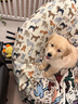 純種金毛幼犬活體寵物狗雙血統(tǒng)大型犬金毛犬幼犬大骨架沙灘金金毛 血統(tǒng)級(jí) 公 曬單實(shí)拍圖