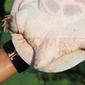 千島湖生態(tài)甲魚(yú)足年足齡生長(cháng)中華鱉活體 大老鱉活體王八清水鱉 鮮活 6齡1250g鮮活公鱉 生態(tài)甲魚(yú)-鮮活到家 曬單實(shí)拍圖