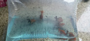 【獅子頭】國獅紅獅幼苗金魚魚苗活好養(yǎng)耐活冷水淡水魚招財(cái)魚風(fēng)水魚 紅獅買3送3 4-6厘米【尺寸適中】 曬單實(shí)拍圖