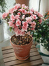 杜鵑花盆栽花卉植物室內陽(yáng)臺四季開(kāi)花鮮花帶花苞樹(shù)苗綠植好養易活 大苗杜鵑花紅色+粉色原盆 曬單實(shí)拍圖