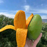 攀枝花椰香芒攀研二號(hào)當(dāng)季新鮮芒果熱帶水果 5斤特大果（10個(gè)以內(nèi)） 曬單實(shí)拍圖