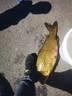 阿盧電子夜光漂高靈敏度加粗醒目鯽魚鯉魚漂底釣黑坑野釣日夜兩用浮標(biāo) LPE11（蘆葦15目水庫休閑綜合） 4號一支 曬單實拍圖