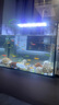 透明熱彎長(cháng)方形玻璃金魚(yú)缸水族箱烏龜缸小中型辦公桌造景生態(tài)魚(yú)缸 套餐一（只有缸不含其他）  長(cháng)20*寬13*高15厘米 曬單實(shí)拍圖