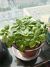 IAM City Farmer羅勒DIY植物種植趣味盆栽廚房香料種子四季種植兒童種植易活10070 曬單實(shí)拍圖