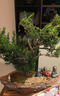 自然空間造型黃楊盆景靜山大號異形綠植禮品+靜禪和尚+斑鳩+6簡 源頭直發(fā) 曬單實拍圖