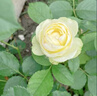 月季花苗四季開(kāi)花大花濃香型灌木月季苗庭院陽(yáng)臺盆栽地栽玫瑰花苗 奶油龍沙【大花濃香，多季節開(kāi)花】 扦插小苗15-25cm高 1棵 曬單實(shí)拍圖