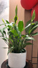 Only you【兩小時(shí)達】吉利紅綠植盆栽室內客廳凈化空氣辦公室植物開(kāi)業(yè)喬遷 萬(wàn)年紅（瓷盆隨機） 曬單實(shí)拍圖