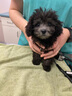 泰迪幼犬純種灰泰迪貴賓犬茶杯犬長不大小體狗小型犬活體狗寵物狗 寵物級 灰泰迪 公 曬單實拍圖