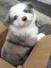 純種隕石邊牧幼犬邊境牧羊犬活體七白三通黑白金邊中型犬寵物小狗 血統(tǒng)級 隕石色 公 曬單實拍圖