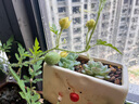 幫寶適【添加類胎脂】一級幫紙尿褲夏天透氣 嬰兒超薄尿不濕尿褲尿片 紙尿褲NB29片（0-5kg） 曬單實拍圖