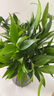 花行榜 竹柏盆栽水培驅(qū)蚊植物綠植盆栽四季常青20棵（不含瓶）源頭直發(fā) 曬單實(shí)拍圖