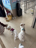 拉夫威爾ruffwear嗨輕狗狗胸背帶狗背帶中小型犬雪納瑞背帶式狗狗牽引繩 朝霞粉 XS 曬單實拍圖