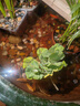 京厽魚(yú)缸水草植物水芙蓉水葫蘆圓心萍養造景凈化水質(zhì)水生池塘養殖浮萍 凈水造氧 無(wú)需打理水芙蓉3顆 曬單實(shí)拍圖