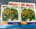 【京東物流】番茄種子盆栽番茄陽(yáng)臺盆栽農家田園大全各種各樣 盆栽黃番茄種子2包約400粒 曬單實(shí)拍圖