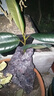 橡皮樹(shù)水培黑金剛水養植物花金剛盆栽辦公桌觀(guān)葉小綠植橡膠樹(shù)彩葉 黑金剛1顆（不含其他） 整體高度（20-30cm） 曬單實(shí)拍圖