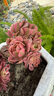 兩腿跑美杜莎 粉女巫 法師稀有貴貨新品種捧花多肉植物老樁超大好養盆栽 粉女巫15-20個(gè)花頭 曬單實(shí)拍圖