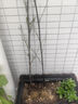 姜南庭院植物地栽竹子苗紫竹青竹竹苗竹根竹子四季青別墅圍墻觀賞綠化 紫竹 1公分 曬單實(shí)拍圖