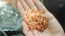 墨彤紅蝦仁餛飩餃子蝦仁少冰新鮮蝦肉冷凍小蝦仁水產(chǎn)品海蝦仁海鮮 小紅蝦仁 1000g(凈重)  少冰 曬單實(shí)拍圖